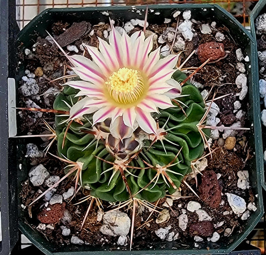 Echinofossulocactus crispatus (15 seeds)