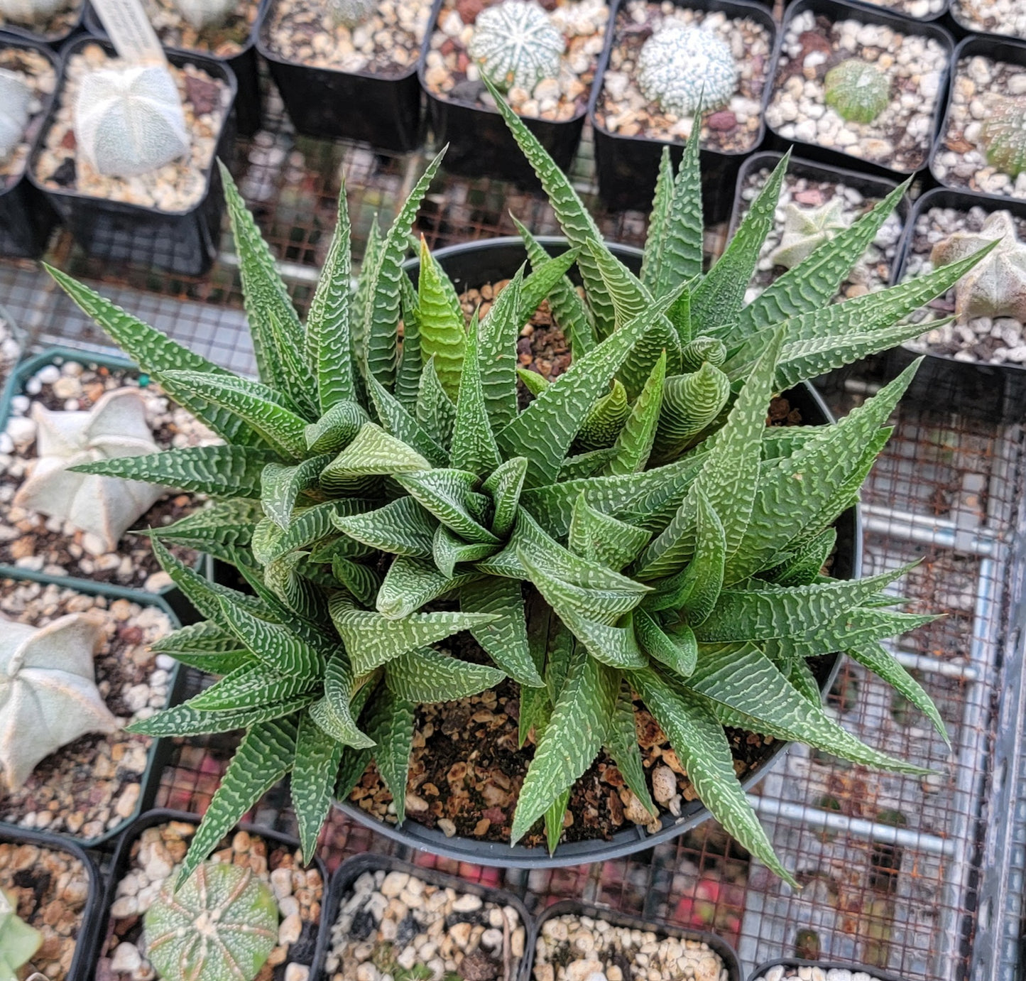 Haworthia limifolia|clumps