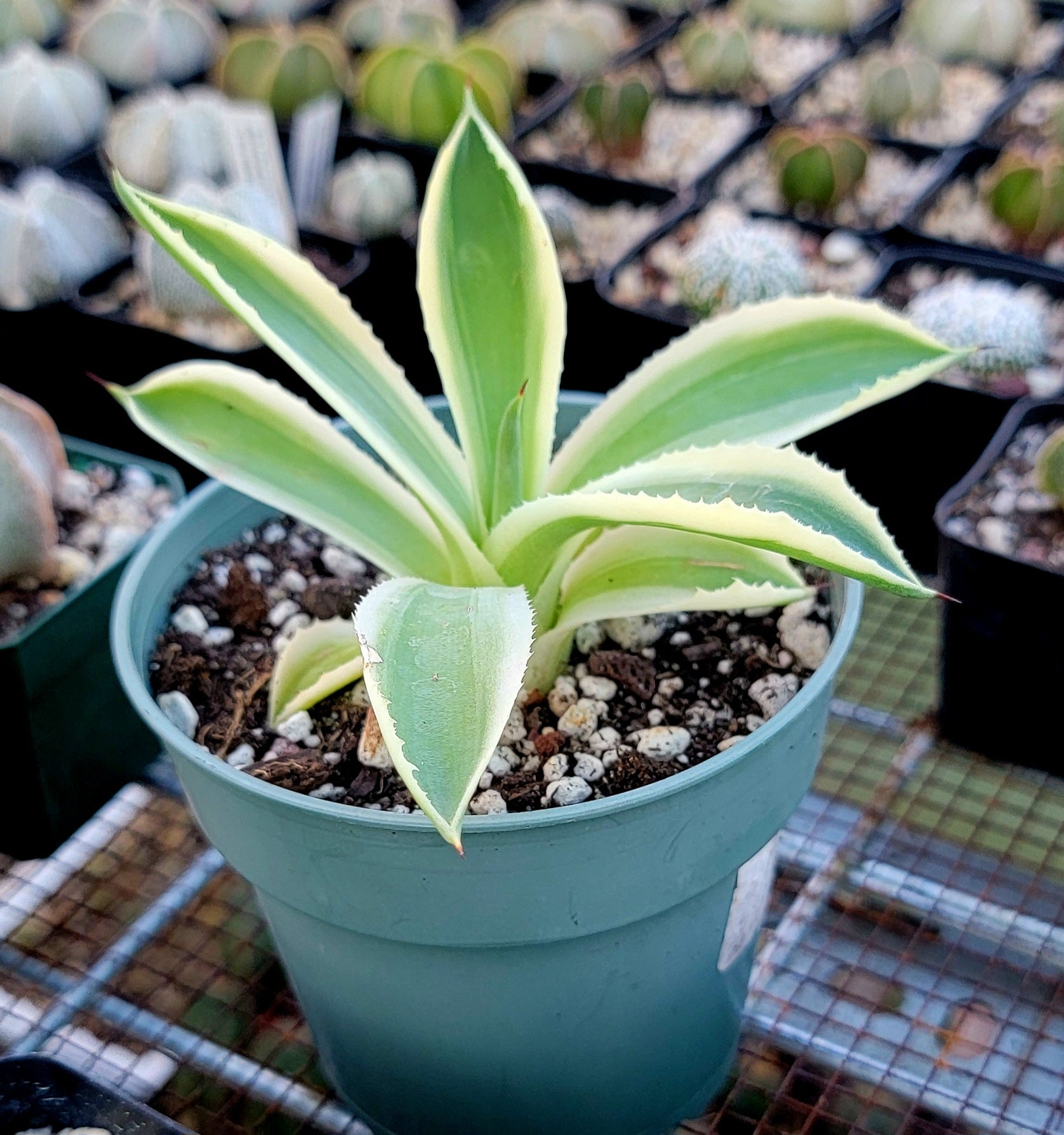 Succulents – Planetcactus