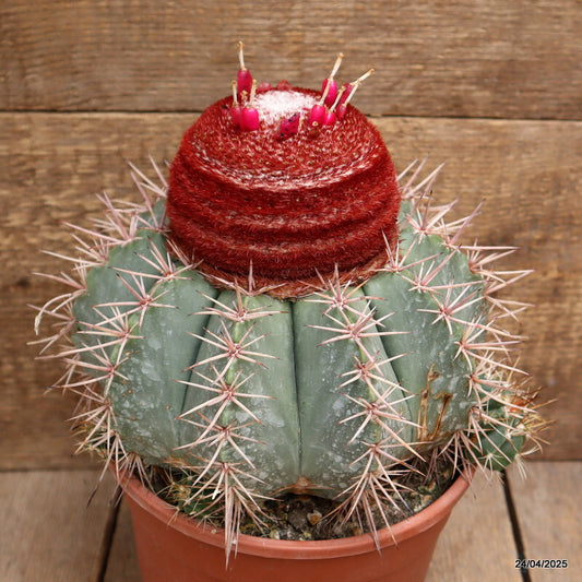 Melocactus concinnus (Live Plant)