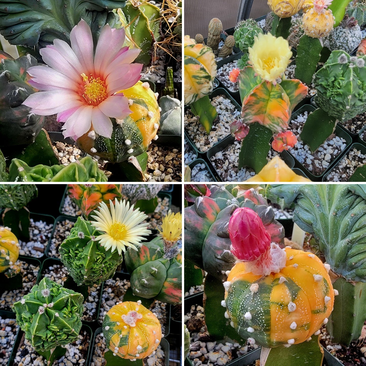 Astrophytum Premium Mix - seeds