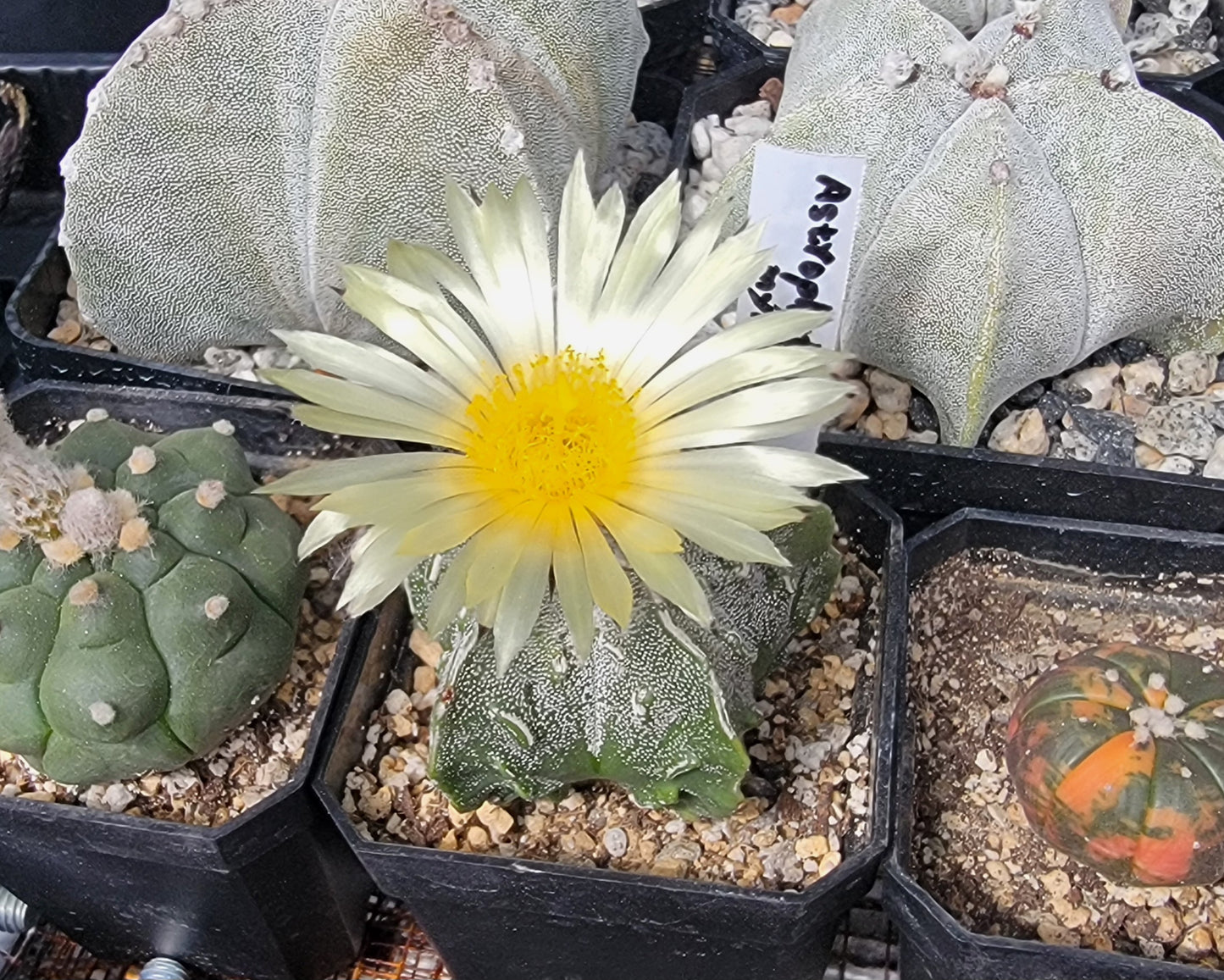 Astrophytum myriostigma Fukuryu  (15 seeds)