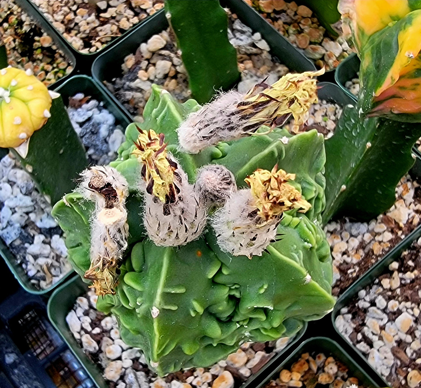 Astrophytum myriostigma cv. Fukuryu nudum (15 seeds)