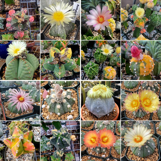 Astrophytum Premium Mix - seeds