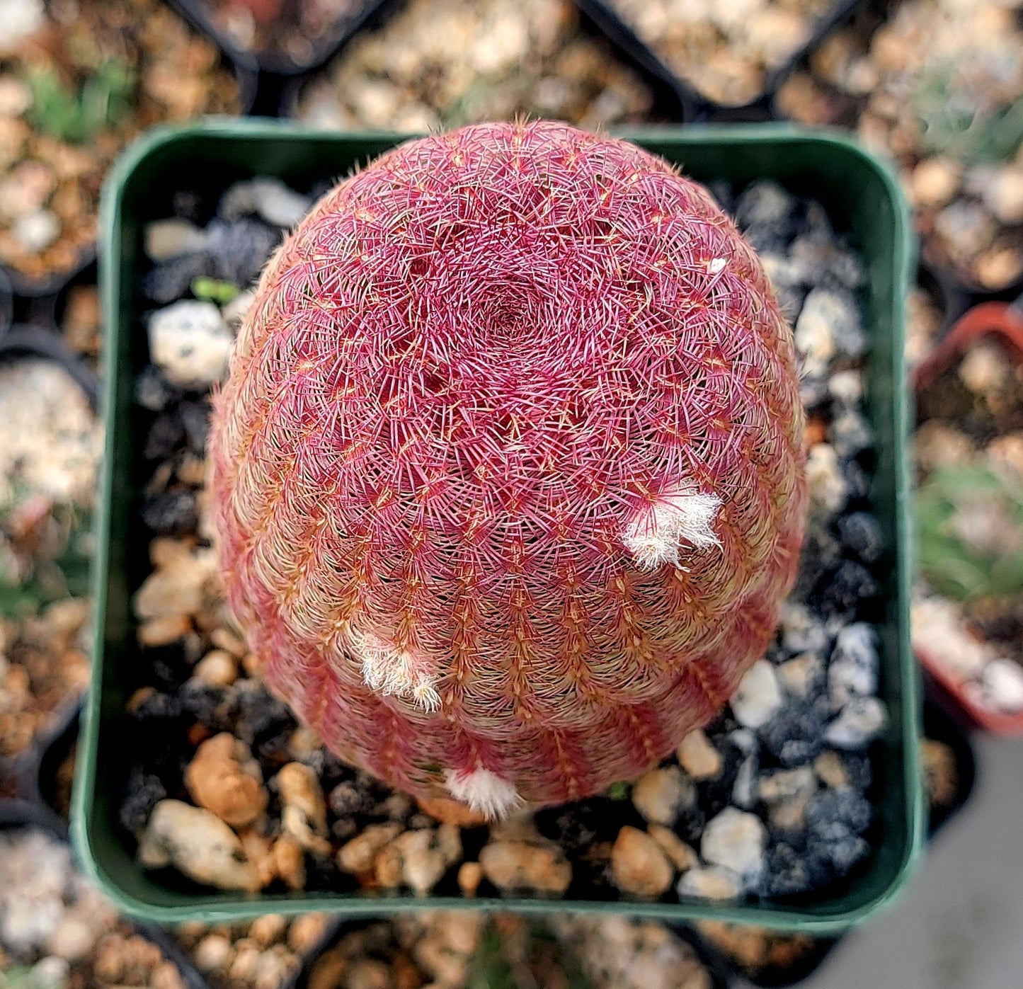 Echinocereus rigidissimus var. rubispinus | Rainbowcactus