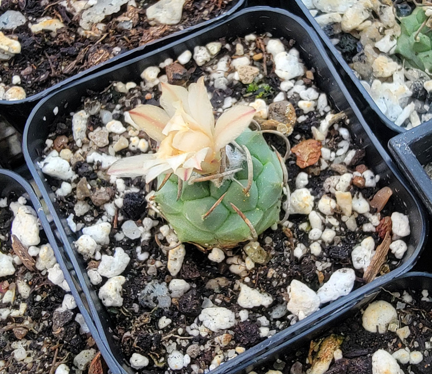 Turbinicarpus schmiedicheanus ssp. klinkerianus