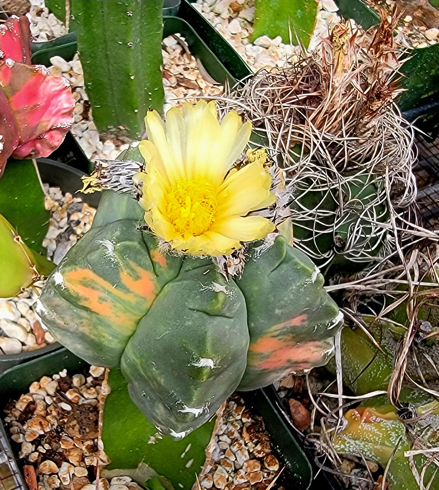 Astrophytum myriostigma  cv.kikko nudum Variegata (15 seeds)