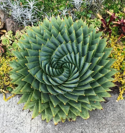 Aloe polyphylla | Spiral  Aloe