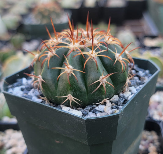 Melocactus curvispinus (Live Plant)