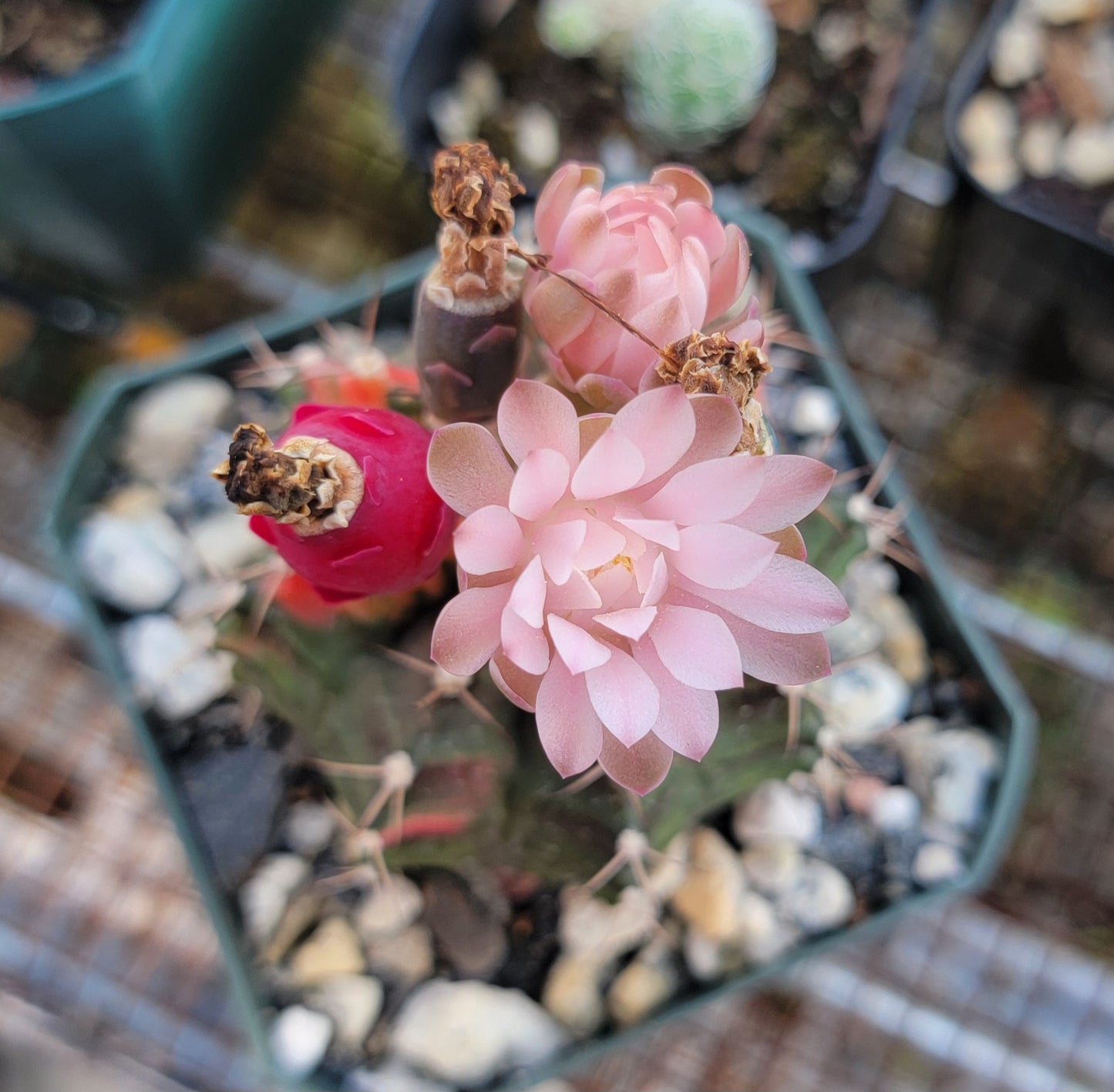 Gymnocalycium mihanovichii variegata (15 seeds)