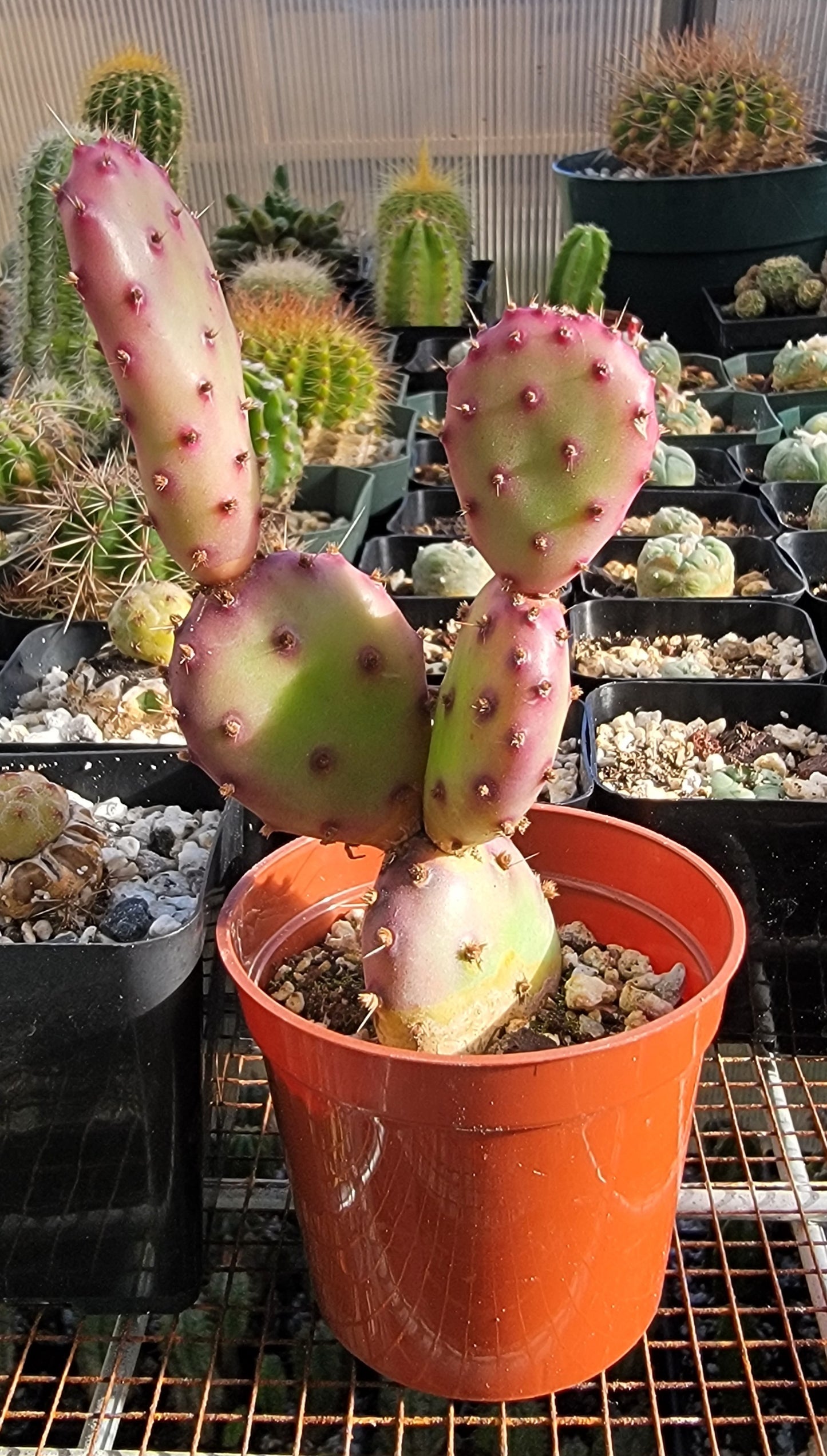 Opuntia Santa Rita (Live plant)