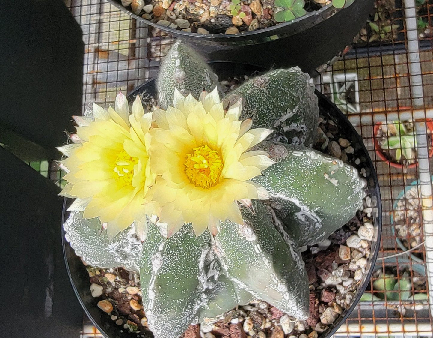 Astrophytum myriostigma cv. Hakujo Fukuryu  (15 seeds)