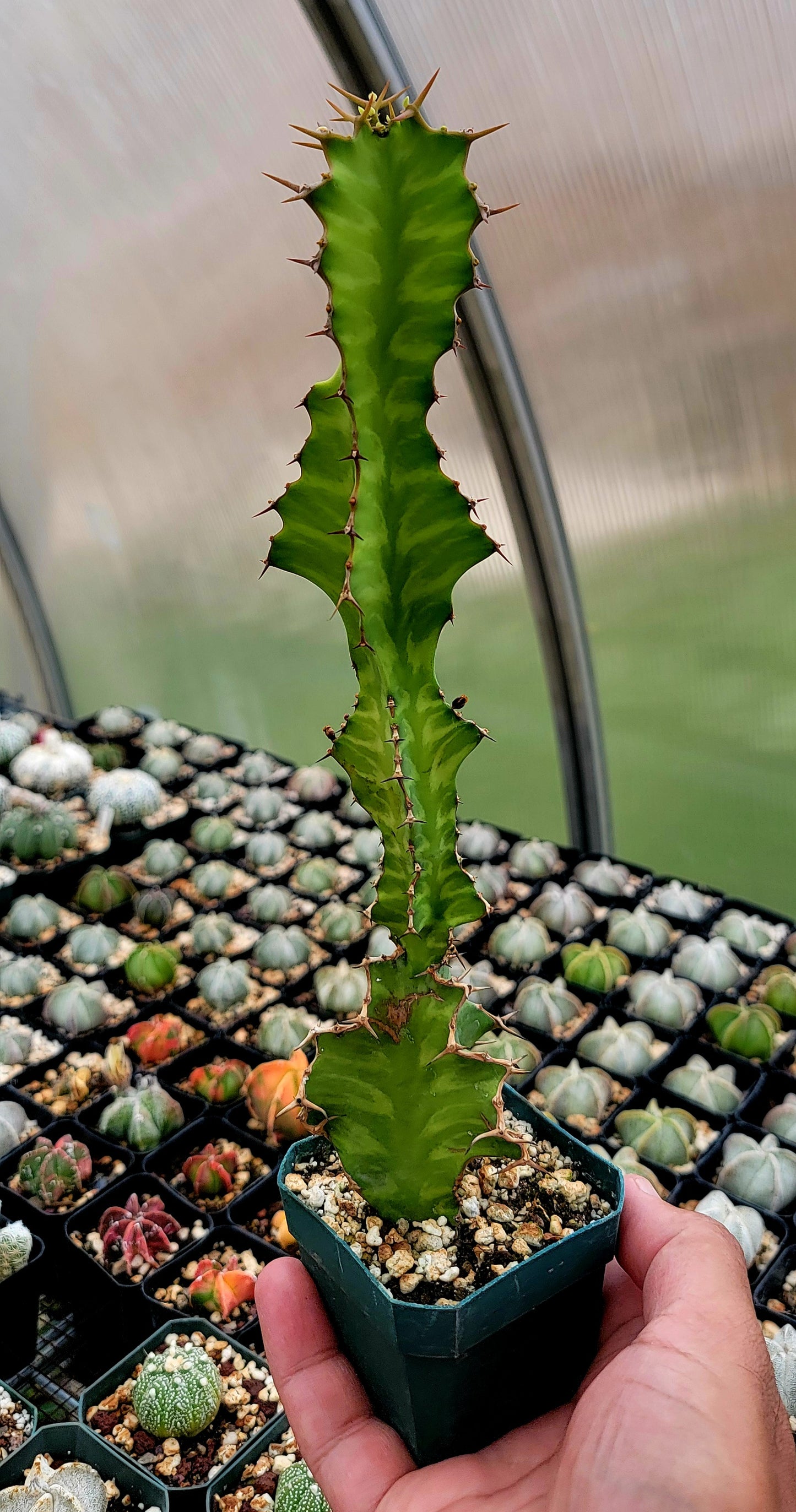 Euphorbia pseudocactus Zig-Zag