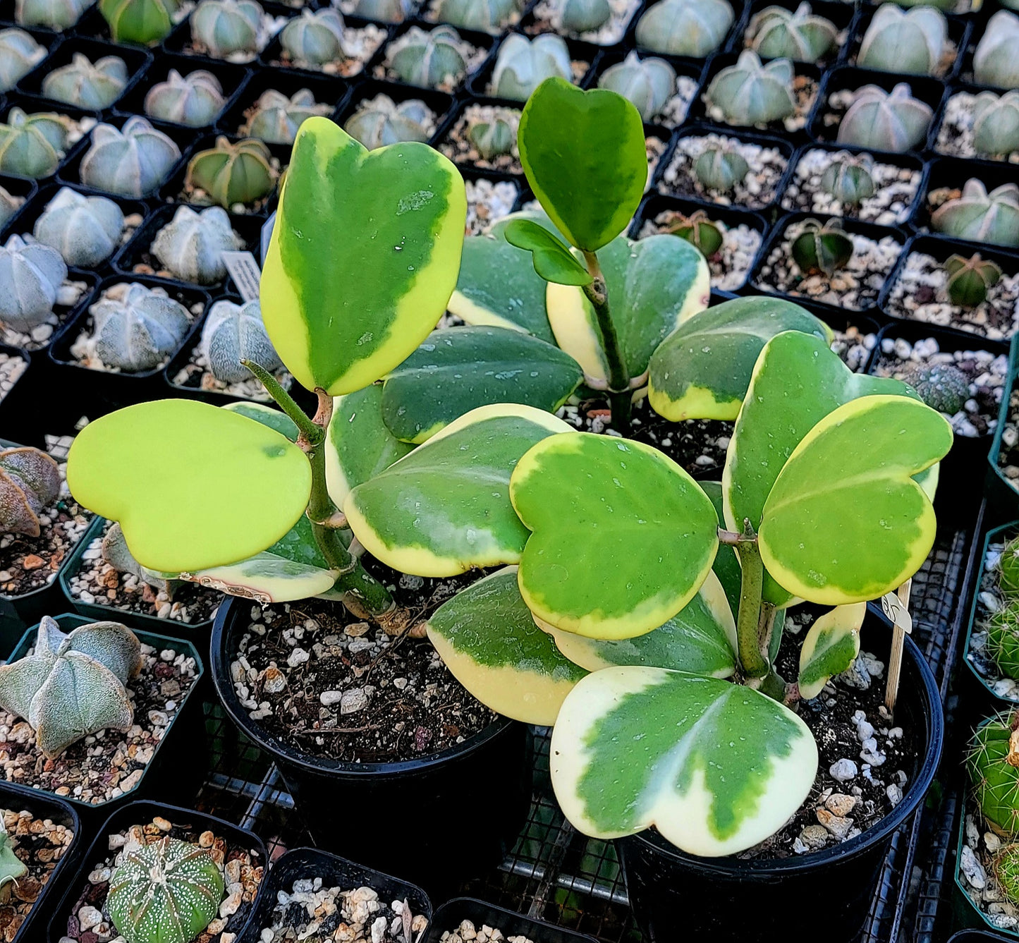 Hoya Kerrii Variegata | Live plant
