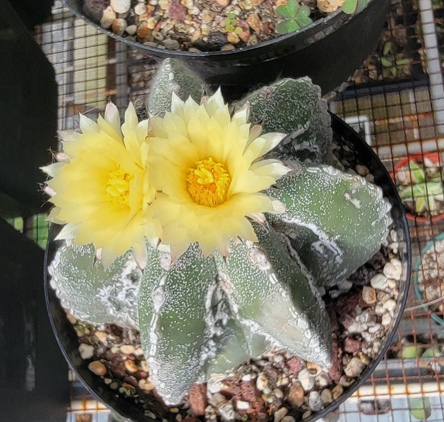 Astrophytum myriostigma cv. Hakujo Fukuryu  (15 seeds)