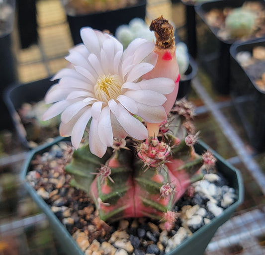 Gymnocalycium Mihanovichii varigata