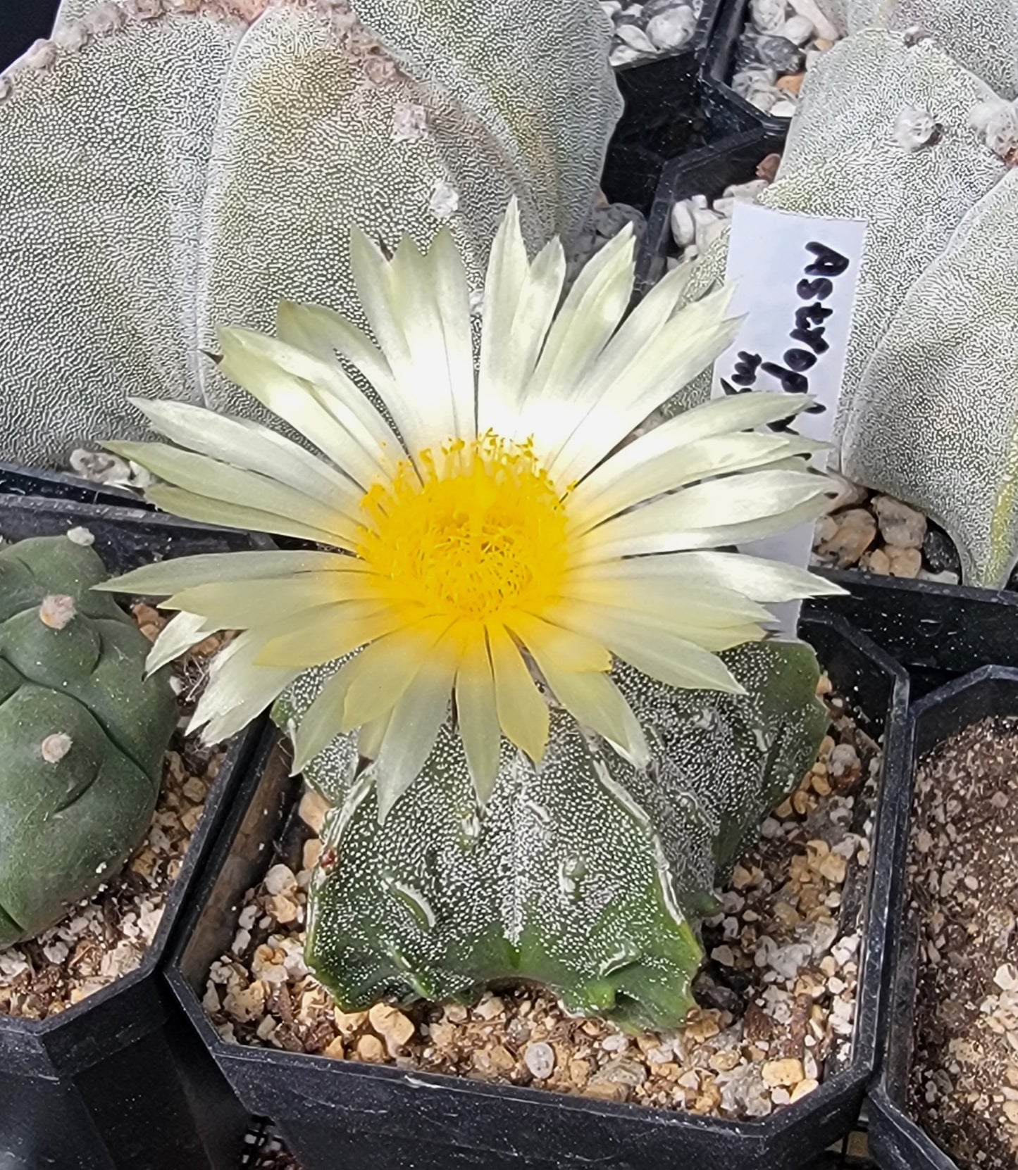 Astrophytum myriostigma Fukuryu  (15 seeds)