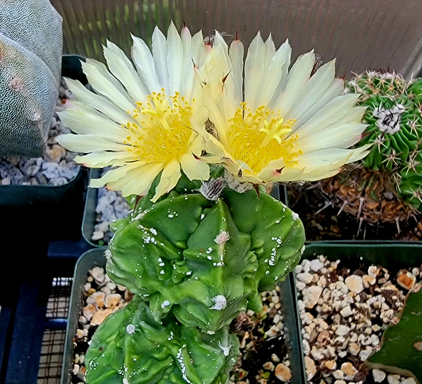 Astrophytum myriostigma cv. Fukuryu nudum (15 seeds)