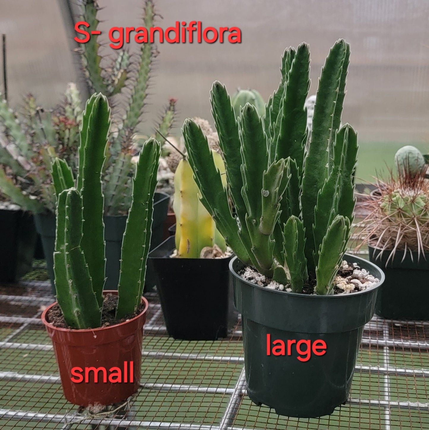 Stapelia grandiflora (Live Plant)